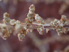 Caroxylon calluna