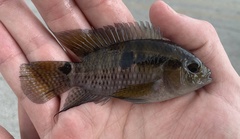 Cichlasoma bimaculatum