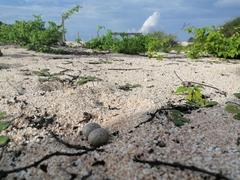 Nyctidromus albicollis
