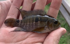 Cichlasoma bimaculatum