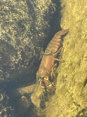 Pacifastacus leniusculus