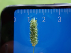 Phleum bertolonii