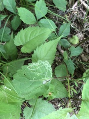 Liriomyza eupatoriella