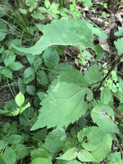 Liriomyza eupatoriella