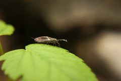 Xanthostigma xanthostigma
