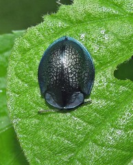 Cyrtonota thalassina