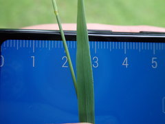 Phleum bertolonii