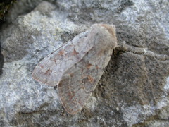 Orthosia populeti
