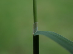 Phleum bertolonii