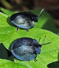 Cyrtonota thalassina