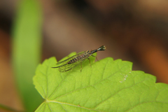 Xanthostigma xanthostigma