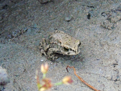 Bufotes latastii