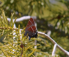 Callophrys spinetorum