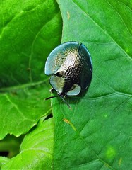 Cyrtonota