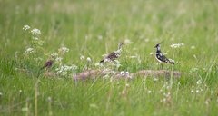 Numenius phaeopus phaeopus