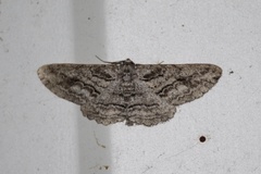 Stenoporpia excelsaria