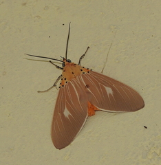 Asota producta