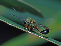 Austeucharis