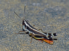 Macrotona australis