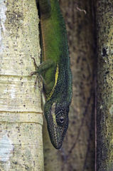Anolis equestris