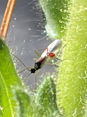 Tupiocoris californicus