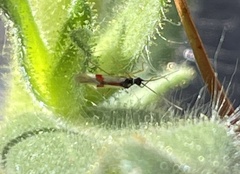 Tupiocoris californicus