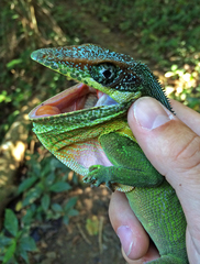Anolis equestris