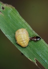 Calvia decemguttata