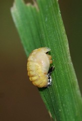 Calvia decemguttata