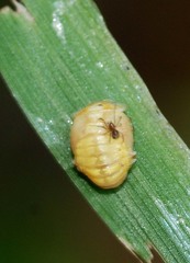 Calvia decemguttata