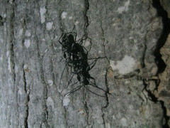 Sarosesthes fulminans