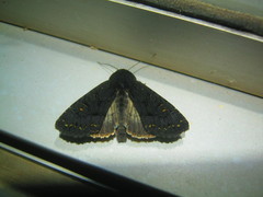 Apamea impulsa