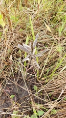 Lupinus texensis