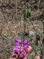 Clarkia mildrediae