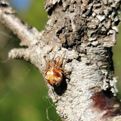 Araneus sturmi