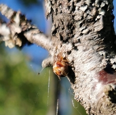 Araneus sturmi