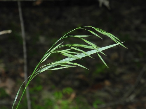 Bromus nottowayanus Fernald