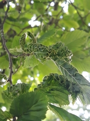 Aculops macrotrichus