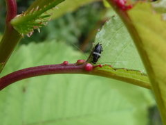 Planuncus tingitanus