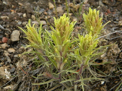 Castilleja pilosa pilosa
