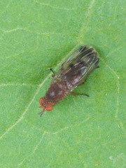 Suillia variegata