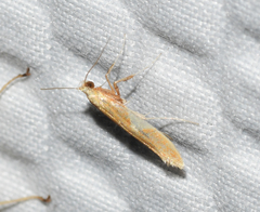 Caloptilia packardella