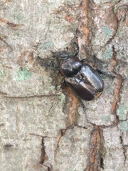 Osmoderma eremicola
