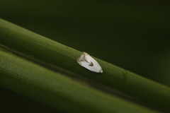 Pseudopostega auritella