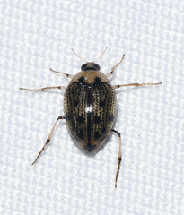 Peltodytes edentulus