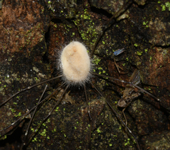 Pandora phalangicida