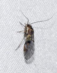 Psocinae