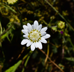 Leucheria oligocephala