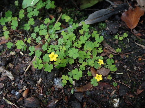 Oxalis exilis