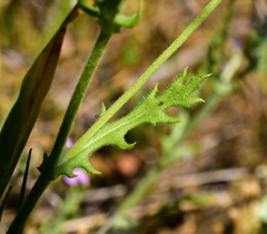 Leucheria oligocephala